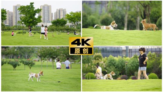 公园草坪遛狗 宠物视频素材模板下载