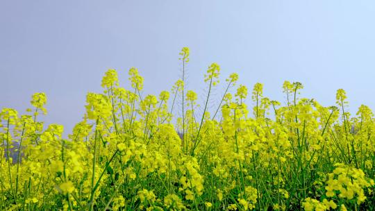 油菜花空镜