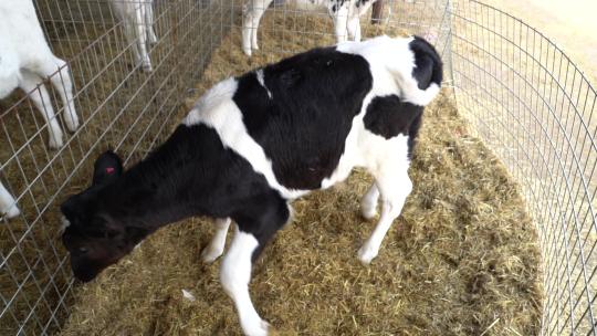 奶牛 小奶牛 奶牛场 奶牛养殖 (5)