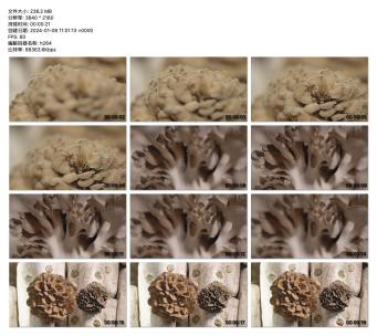 细致展示多孔菇的生长细节高清在线视频素材下载