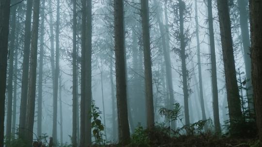 雾气蒙蒙的树林 笔直高大的树木 摇拍