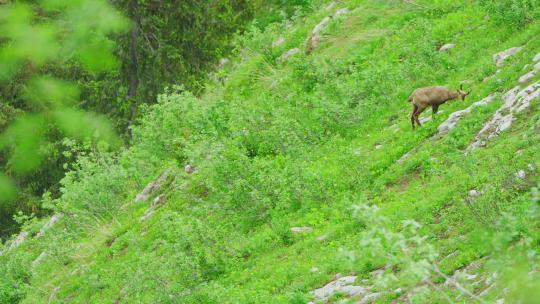 一只羚羊正在陡峭的山坡上吃草视频素材模板下载