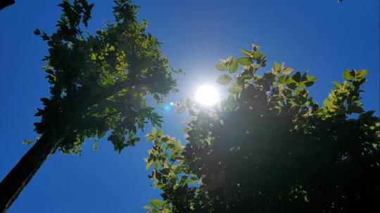 夏日阳光穿过树叶夏季夏至的一天