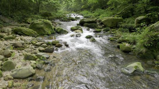 森林溪流-自然生态-山青水秀视频素材模板下载