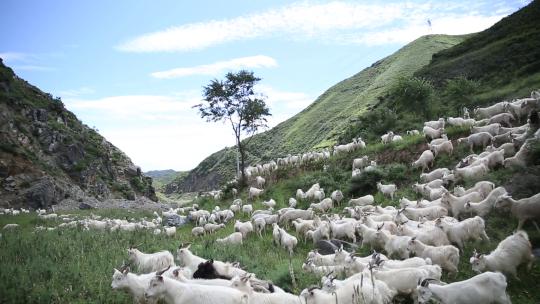 山羊 羊群 放羊 山坡牧羊 生态放养视频素材模板下载