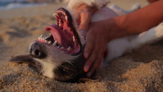 狗仰卧在沙滩上和主人玩耍