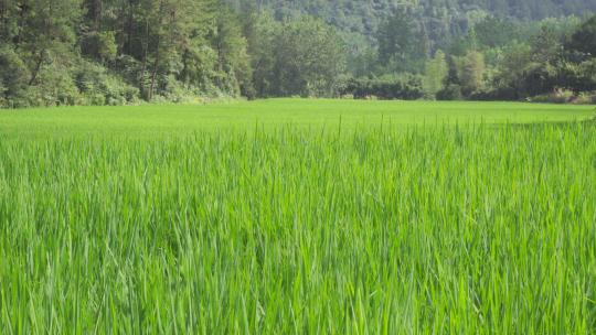山村里的一片稻田