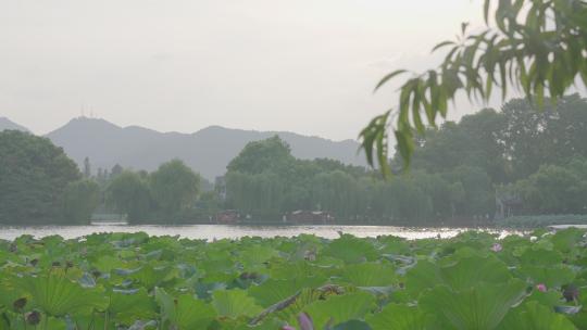 【杭州西湖】西湖旁的荷花视频素材模板下载