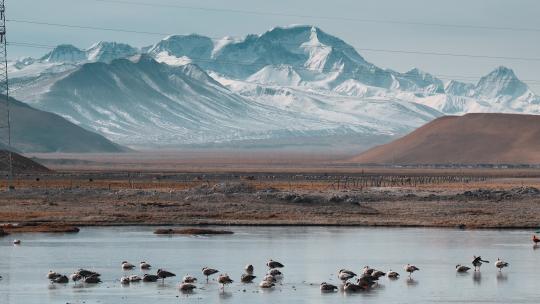 西藏旅游风光喜马拉雅珠穆朗玛峰鸟类