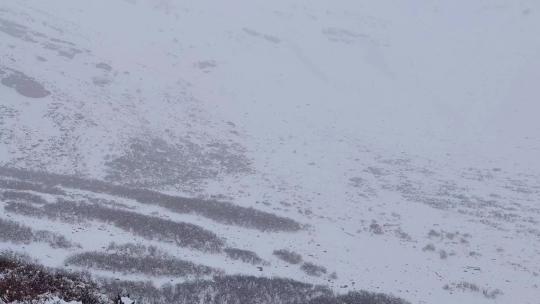 四川阿坝松潘县岷山山脉都日峰山谷下雪雪景