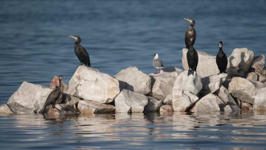 青海湖-鸬鹚-鸟岛-动物视频素材模板下载