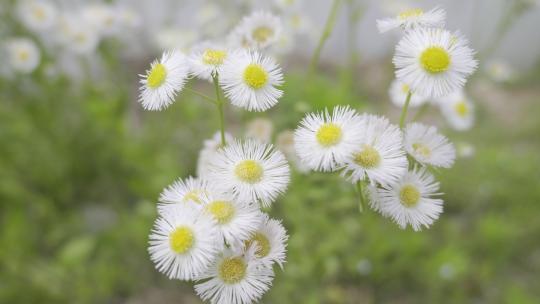 小清新鲜花阳光和雏菊