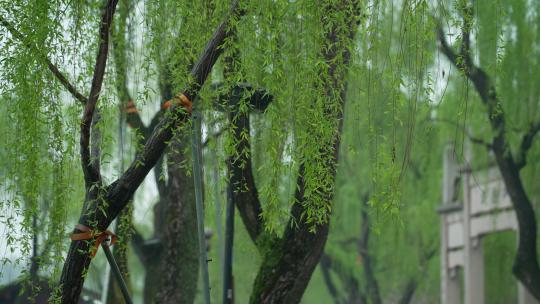 杭州西湖春天清明节雨天柳树
