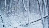 冬季森林大雪寒风雪景高清在线视频素材下载