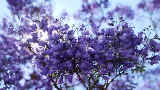 昆明盛开的紫色蓝花楹04k50p