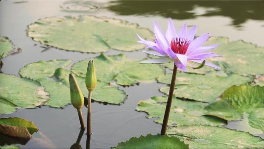 紫色睡莲 子午莲 莲花 荷花 水生植物高清在线视频素材下载