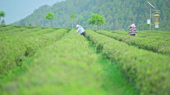 茶园采茶人