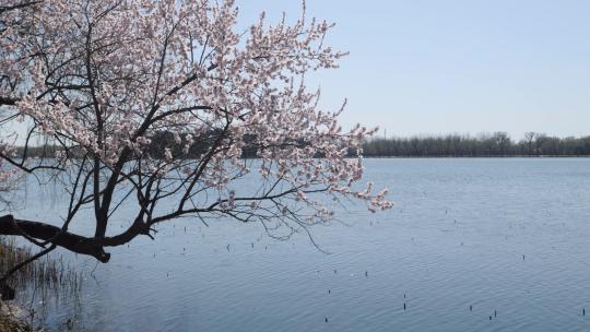 北京颐和园春季春天山桃花