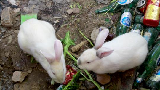 家兔吃草的小白兔视频