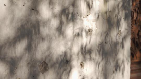 复古墙面上的树叶光影空镜