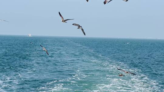 海上海鸥飞翔