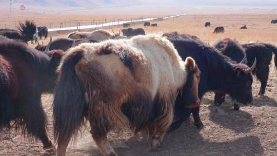 青藏高原 三江源 牦牛群 牦牛 哺乳动物