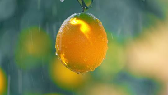 脐橙赣南脐橙脐橙特写