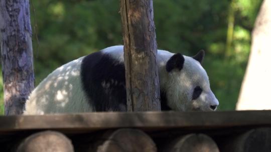 动物园大熊猫吃竹子玩闹嬉戏