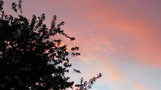 粉彩外观的天空和树叶
