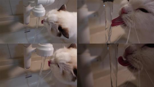 白色布偶猫在水龙头下喝水慢镜头