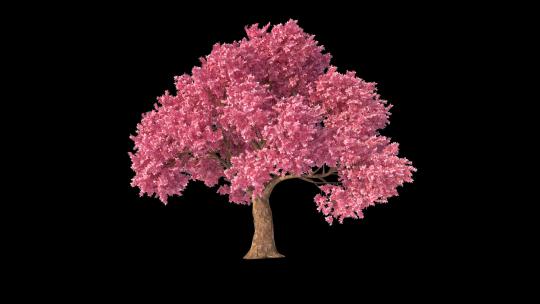 桃花树生长动画-带透明通道