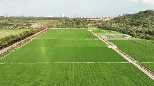 清新稻田系列二