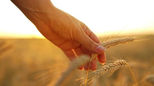 日落时分一只手触摸成熟的麦穗
