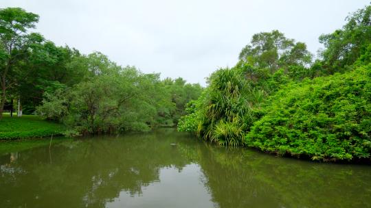 海南热带湿地公园小河