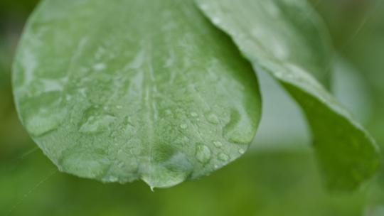 雨中叶子实拍镜头