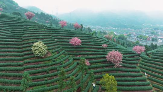 杭州富阳拔山茶园樱花航拍一镜到底