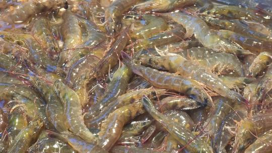 福建厦门第八市场海鲜市场售卖的海虾