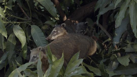 南斯梅里肯浣熊的一个小家庭从热带雨林的树叶里偷看，远景。视频素材模板下载