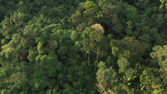 热带雨林中众多绿树视频素材模板下载