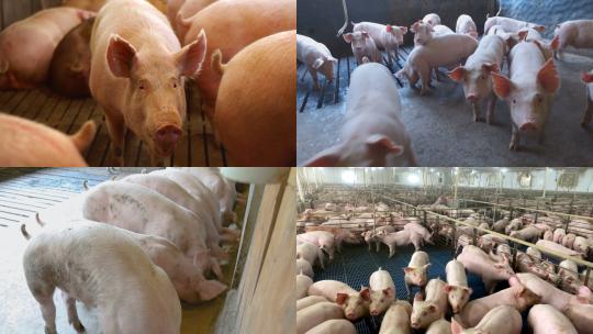 【合集】小猪猪圈养殖业畜牧