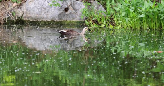 实拍夏季池塘里的斑嘴鸭