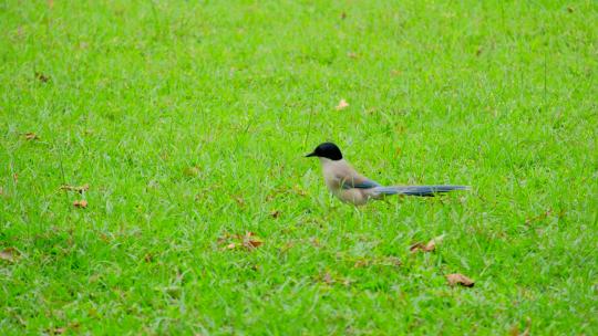 草地草坪小鸟灰喜鹊