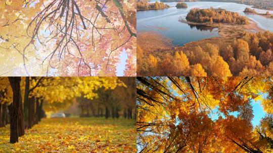 【合集】秋天的森林，发黄的树叶视频素材模板下载