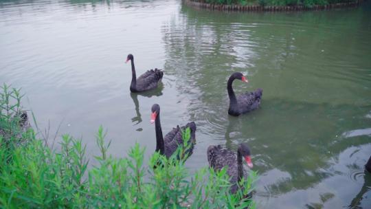 黑天鹅池塘