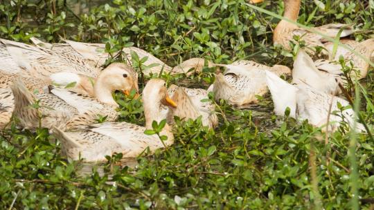 一群鸭子在池塘里觅食实拍