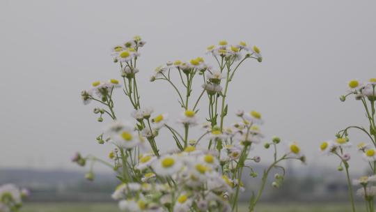 小清新鲜花阳光和雏菊