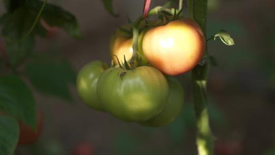 番茄 西红柿 (29)