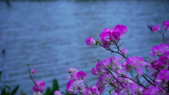 湖边鲜花盛开红花檵木C
