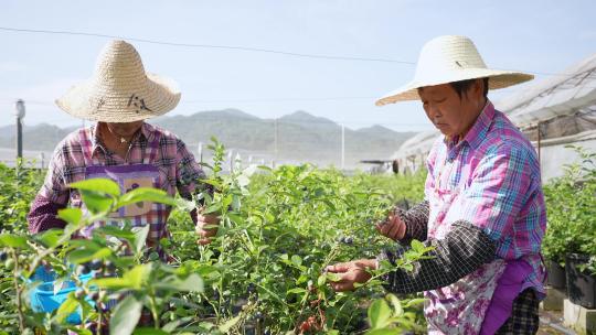 农民在水果园采摘蓝莓