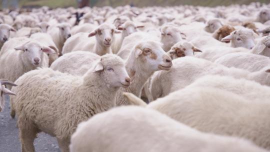牧场移动的羊群